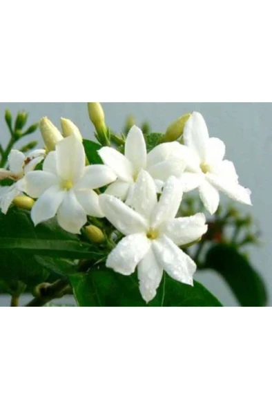 Beyaz Arap Yasemin Fidanı Saksılı [rhyncospermum Jasminoides] - Resim 2