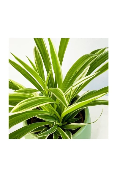 Yeşil Beyaz Kurdele Çiçeği (Chlorophytum) 10-20 cm - Resim 2