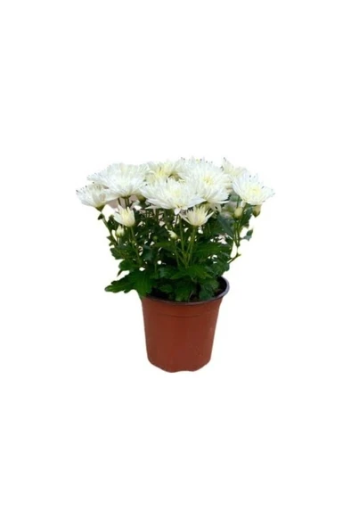 Kuğu Beyazı Saksılı Kasımpatı Fidanı Krizantem Chrysanthemum 10-20 Cm ürün görseli