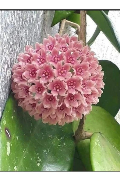 Toz Pembe Renkli Mum Çiçeği Fidanı 10-20 cm - Resim 3