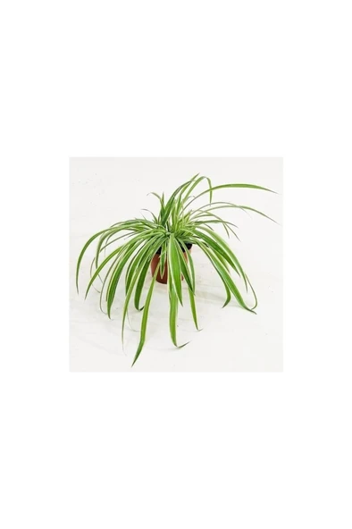 Yeşil Beyaz Kurdele Çiçeği (Chlorophytum) 10-20 cm ürün görseli