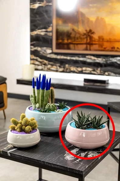 Dekoratif Aranjman Saksı Kaktüs Sukulent Çiçek Saksısı 2 lt - 5