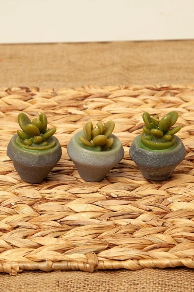 Mini Sukulent Mum 3'lü