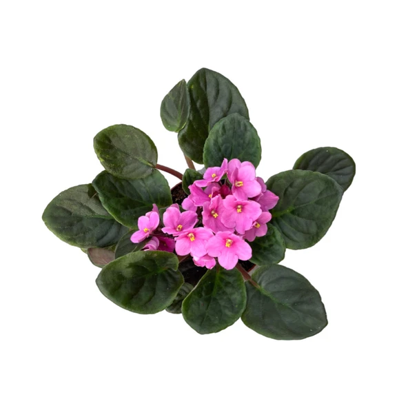 Saintpaulia Ionantha 'Pink' (Menekşe Çiçeği) - Resim 2