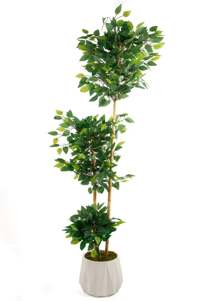Yapay Çiçek Beton Saksıda Benjamin Salon Balkon Ev Ağacı Yeşil Bitkisi Bambu Gövdeli 160 cm - 6