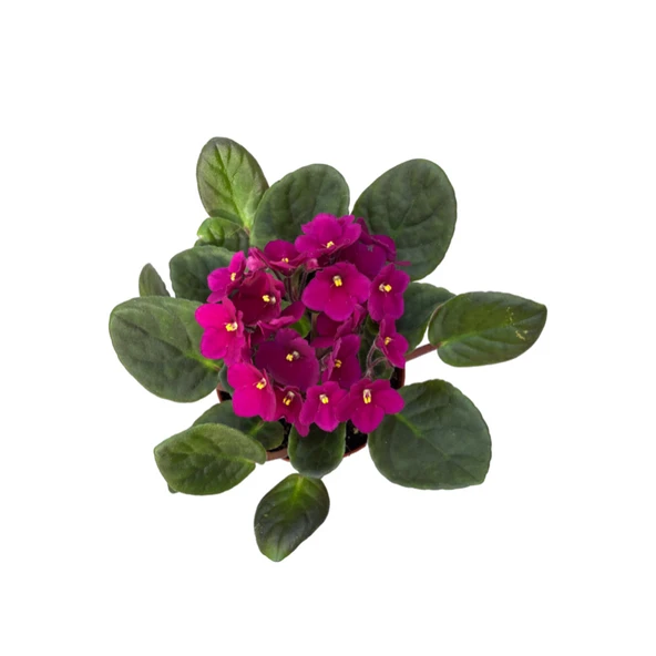 Saintpaulia Ionantha 'Purple' (Menekşe Çiçeği) - Resim 2