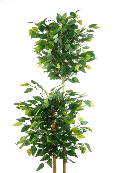 Yapay Çiçek Beton Saksıda Benjamin Salon Balkon Ev Ağacı Yeşil Bitkisi Bambu Gövdeli 160 cm - 3