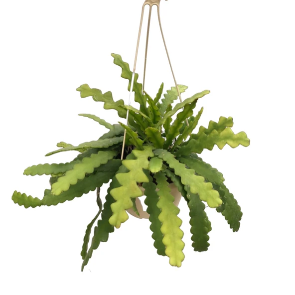 Epiphyllum Anguliger (Atlas Çiçeği) ürün görseli