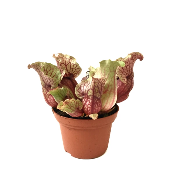 Sarracenia Purpurea 'Venosa' (Sinek Kapan Etobur Bitki) ürün görseli