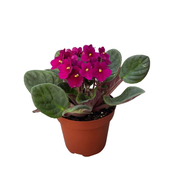 Saintpaulia Ionantha 'Purple' (Menekşe Çiçeği) ürün görseli