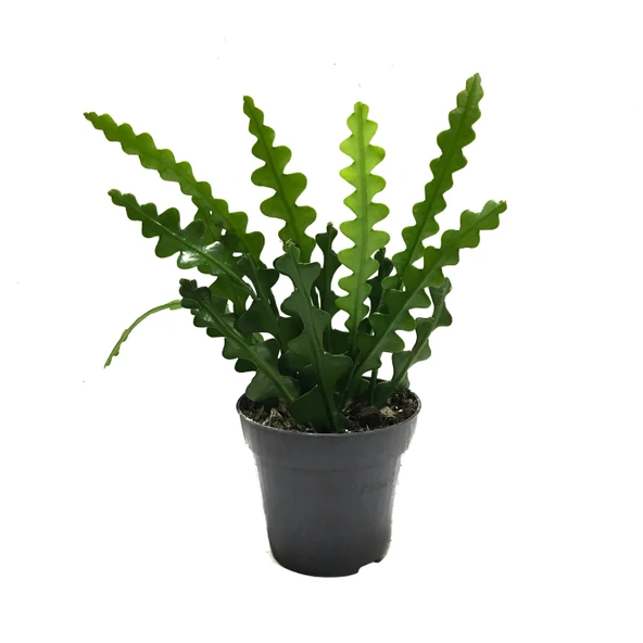 Epiphyllum Anguliger (Atlas Çiçeği) ürün görseli