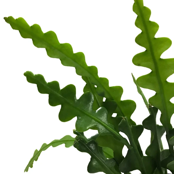 Epiphyllum Anguliger (Atlas Çiçeği) - Resim 2