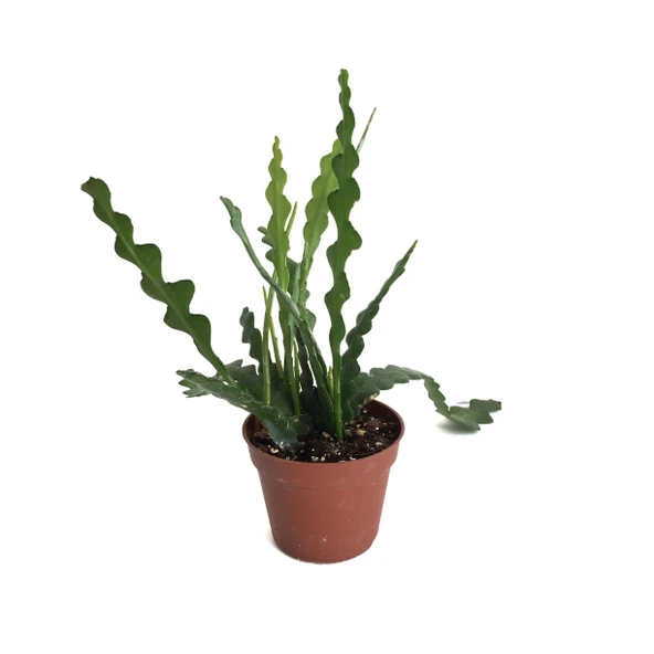 Epiphyllum Anguliger (Atlas Çiçeği) ürün görseli