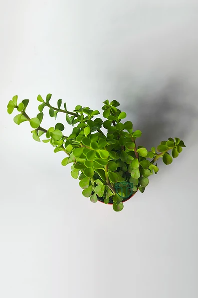 Fil Azığı (Portulacaria Afra) Para Çiçeği 8.5 Saksıda - 3