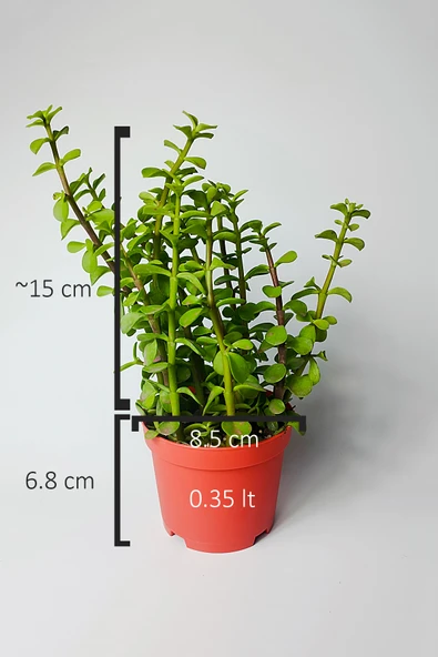 Fil Azığı (Portulacaria Afra) Para Çiçeği 8.5 Saksıda - 4