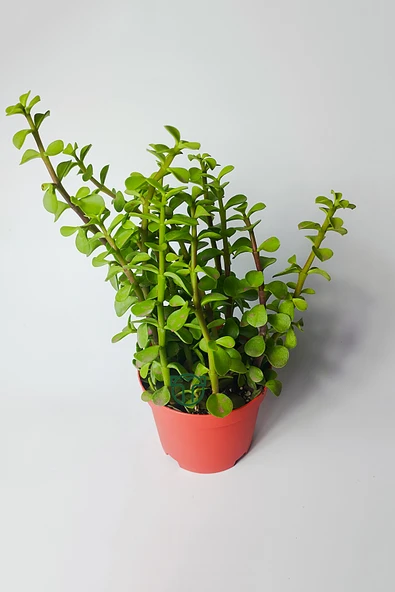Fil Azığı (Portulacaria Afra) Para Çiçeği 8.5 Saksıda - 2