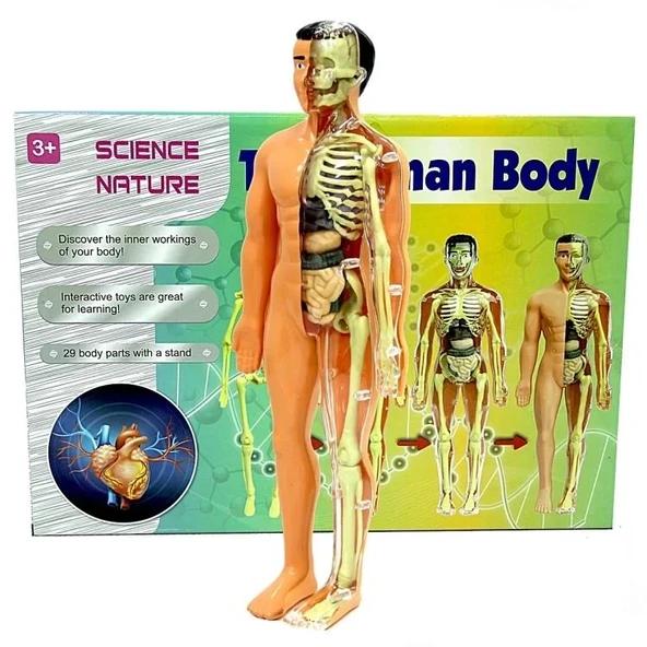 The Human Body İnsan Vücudu 3D Eğitim Seti 3302 ürün görseli