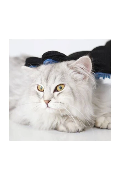 Kedi Köpek Tüy Toplayıcı Eldiven Evcil Hayvan Tüy Toplama Eldiven - Resim 5