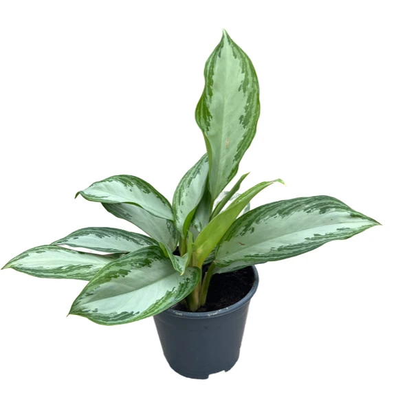 Aglaonema ‘Silver Bay’ (Çin Herdemyeşili) ürün görseli