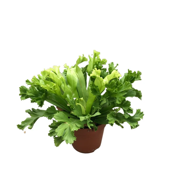 Asplenium Crissie (Eğrelti Otu) ürün görseli