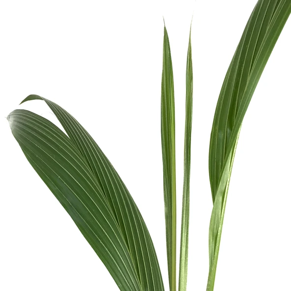 Cocos Nucifera (Hindistan Cevizi Palmiyesi) - Resim 2