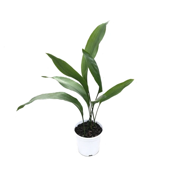 Aspidistra Elatior (Salon Yaprağı) ürün görseli