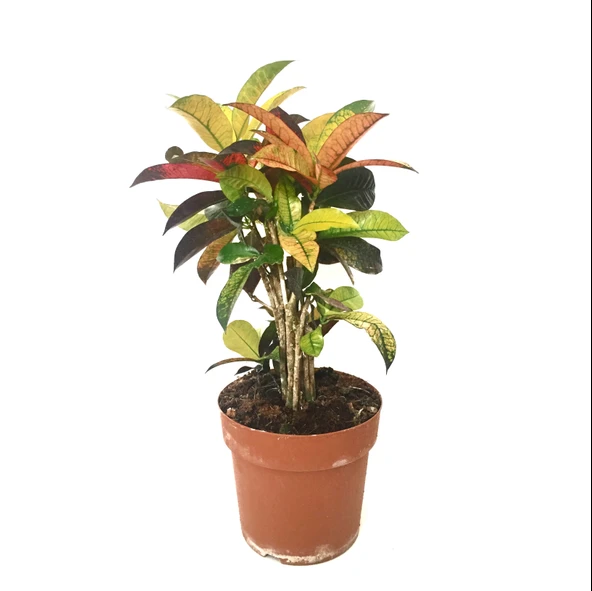 Codiaeum Variegatum 'Mrs Iceton' (Kraton Çiçeği) ürün görseli