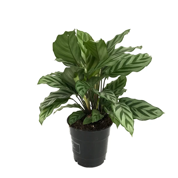 Calathea Concinna 'Freddie' (Dua Çiçeği) ürün görseli