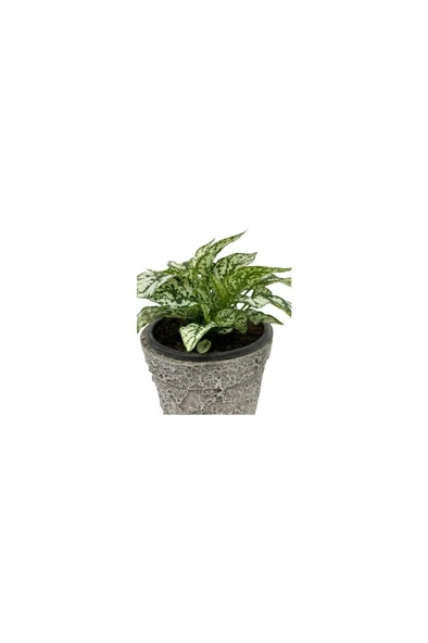 Hostes Çiçeği (Hypoestes) Çilli Yaprak Çiçeği Beyaz 10-20 cm - Resim 2