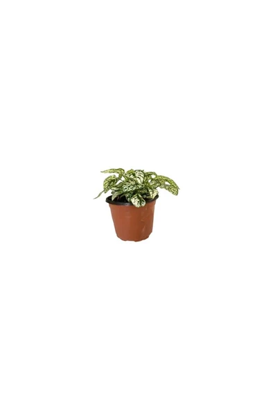 Hostes Çiçeği (Hypoestes) Çilli Yaprak Çiçeği Beyaz 10-20 cm - Resim 3