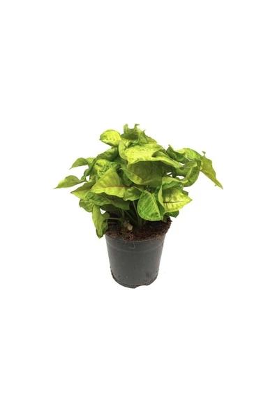 Syngonium Podophyllum Melek Kanadı Çiçeği 10-20 cm ürün görseli