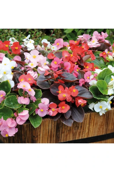 Şeker Begonyası Fidanı Kırmızı 10-20 cm ürün görseli