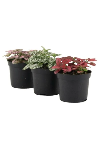 Hypoestes Hostes Çiçeği 3 Farklı Renk 10-20 cm ürün görseli