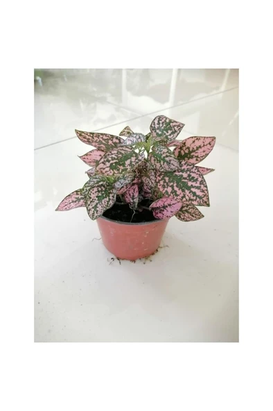 Hostes Çiçeği (Hypoestes) Çilli Yaprak Çiçeği Puantiyeli 10-20 cm ürün görseli
