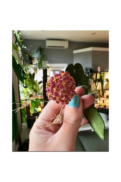 Lila Sarı Renk Çiçek Açan Mum Çiçeği Fidanı 10-20 cm - Resim 4