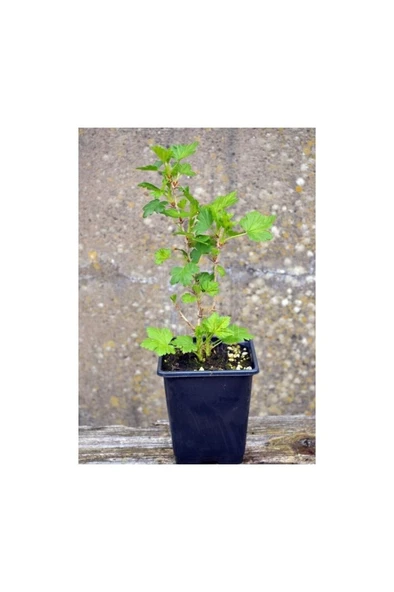 Frenk Bektaşi Üzümü Fidanı 1 Adet 10-20 cm ürün görseli