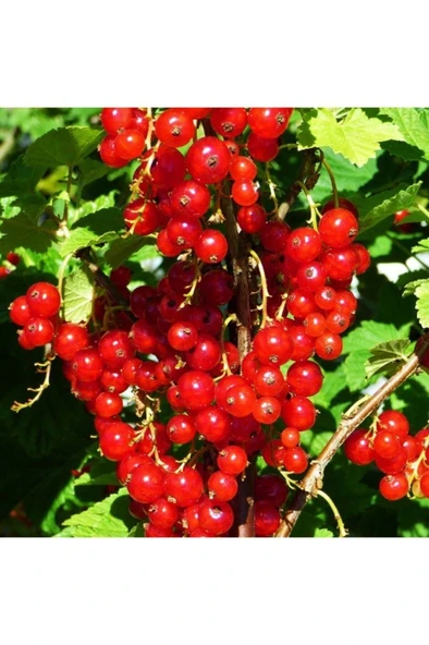 Red Lake Frenk Üzümü Fidanı 10-20 cm ürün görseli