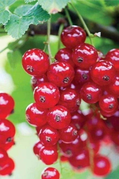 Frenk Üzümü Kırmızı Meyveli  Fidanı Açık Köklü 30-60 cm ürün görseli