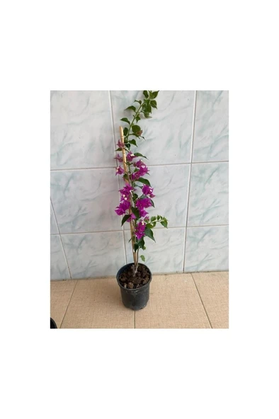 Mor Begonvil Çiçeği Fidanı 10-20 cm ürün görseli