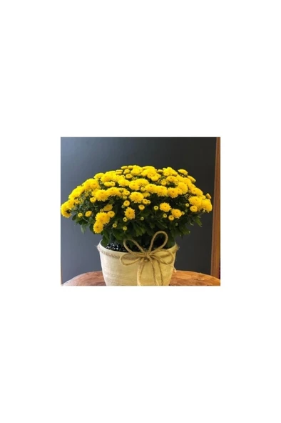 Sarı Kasımpatı Krizantem Hüzün Çiçeği 5-10 cm Chrysanthemum - Resim 2