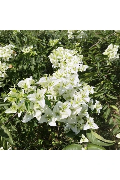 Saksıda Sarılıcı Beyaz Tırmanıcı Begonvil Sarmaşığı Fidanı 10-20 cm - Resim 2