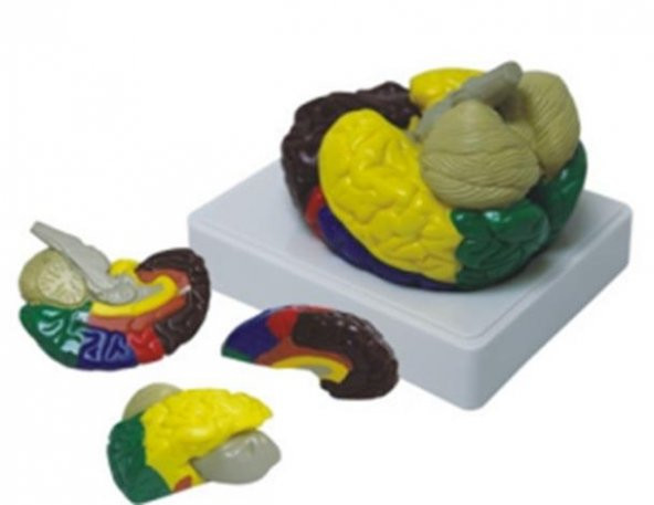 RENKLENDİRİLMİŞ ANATOMİK BEYİN MODELİ 4 PARÇA ürün görseli