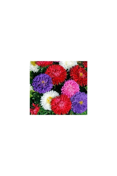 3'lü Mix Kasımpatı Seti 10-20 cm - Resim 2