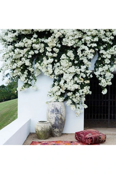 Saksıda Sarılıcı Beyaz Tırmanıcı Begonvil Sarmaşığı Fidanı 10-20 cm ürün görseli