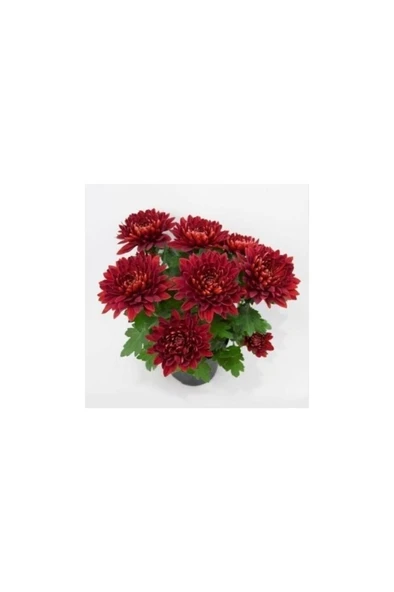Bodur Kasımpatı Kırmızı Renk Saksılı 10-20 cm - Resim 2