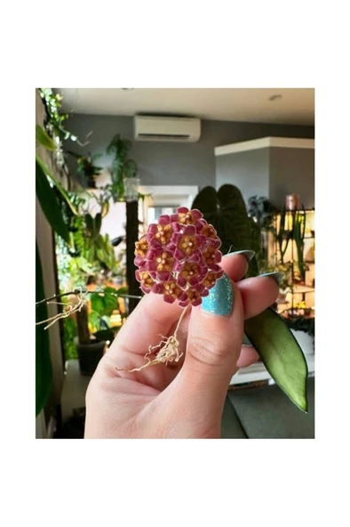 Lila Sarı Renk Çiçek Açan Mum Çiçeği Fidanı 10-20 cm - Resim 3