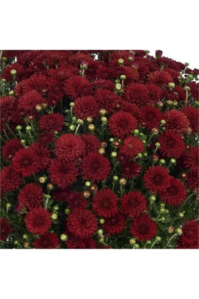 Kasımpatı Saksı’da (Chrysanthemum) Kırmızı Renk 10-20 cm - Resim 3