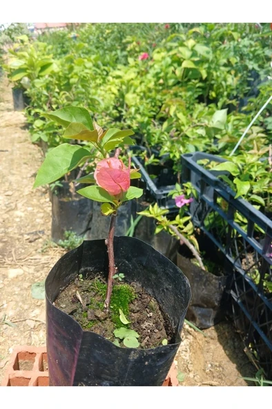 Pembe Begonvil Fidanı 10-20 cm - Resim 2
