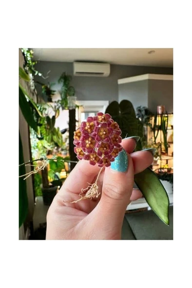 Lila Sarı Renk Çiçek Açan Mum Çiçeği Fidanı 10-20 cm ürün görseli