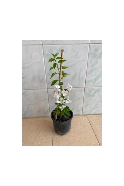 Beyaz Begonvil Çiçeği Fidanı 10-20 cm ürün görseli